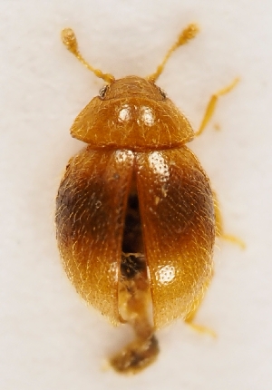  (Sphaerosoma pilosum - ZMUO.028818)  @13 [ ] CreativeCommons - Attribution Non-Commercial (2016) Marko Mutanen University of Oulu