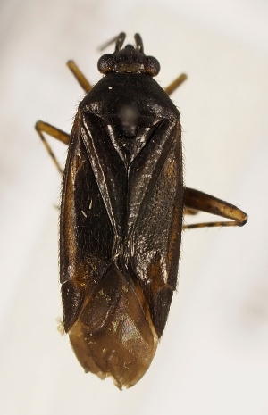  ( - ZMUO.028919)  @11 [ ] CreativeCommons - Attribution Non-Commercial (2016) Marko Mutanen University of Oulu