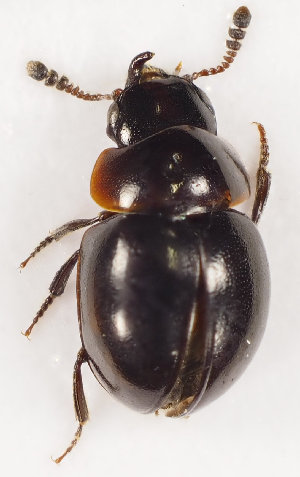  (Agathidium arcticum - ZMUO.029324)  @13 [ ] CreativeCommons - Attribution Non-Commercial (2017) Marko Mutanen University of Oulu