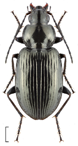  (Agonum monachum - 1013042)  @11 [ ] Unspecified (default): All Rights Reserved (2022) Unspecified Institute of Ecology, Ilia State University