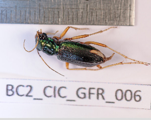  (Tetracha brasiliensis - BC2_CIC_GFR_006)  @11 [ ] CC-By (2022) Pierre-Henri Dalens Research collection of Pierre-Henri Dalens