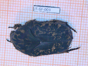  (Gymnetis bajula bajula - JT-GF-003)  @11 [ ] Copyright (2020) Julien Touroult Museum national d'Histoire naturelle
