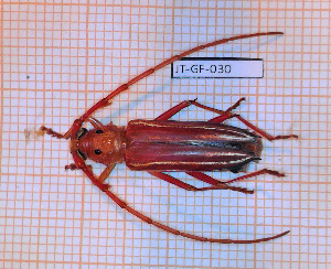  (Styliceps sericatus - JT-GF-030)  @11 [ ] Copyright (2020) Julien Touroult Museum national d'Histoire naturelle