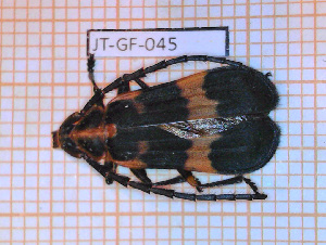  (Deltosoma humeralis - JT-GF-045)  @11 [ ] Copyright (2020) Julien Touroult Museum national d'Histoire naturelle