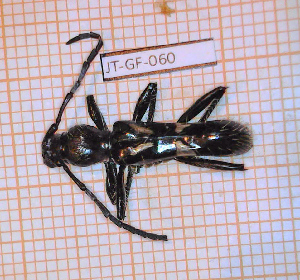  (Stenygra angustata - JT-GF-060)  @11 [ ] Copyright (2020) Julien Touroult Museum national d'Histoire naturelle