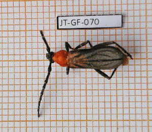  ( - JT-GF-070)  @11 [ ] Copyright (2020) Julien Touroult Museum national d'Histoire naturelle