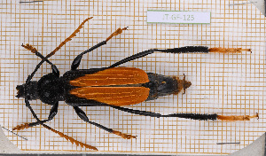  (Polyschisis rufitarsalis - JT-GF-125)  @11 [ ] CC-By (2021) Julien Touroult Muséum national d'histoire naturelle, Paris