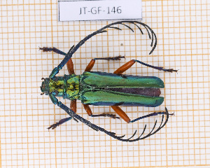  ( - JT-GF-146)  @11 [ ] CC-By (2021) Julien Touroult Muséum national d'histoire naturelle, Paris