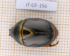  (Lagochile trigona soleri - JT-GF-156)  @11 [ ] CC-By (2021) Julien Touroult Muséum national d'histoire naturelle, Paris