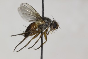  (Ceromya bicolor - CollHH1654)  @14 [ ] Creative Commons  Attribution Non-Commercial Share-Alike (2018) Hakon Haraldseide Unspecified