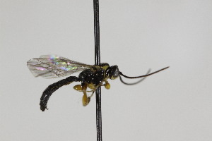  ( - CollHH1861)  @13 [ ] Creative Commons  Attribution Non-Commercial Share-Alike (2018) Hakon Haraldseide Unspecified