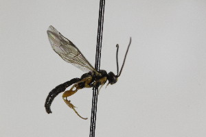  ( - CollHH1867)  @11 [ ] Creative Commons  Attribution Non-Commercial Share-Alike (2018) Hakon Haraldseide Unspecified