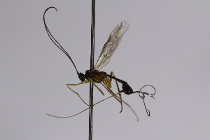  (Macrocentrus nitidus - CollHH2476)  @11 [ ] Creative Commons  Attribution Non-Commercial Share-Alike (2019) Hakon Haraldseide Unspecified