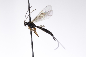  (Scambus vesicarius - CollHH3144)  @13 [ ] Creative Commons  Attribution Non-Commercial Share-Alike (2021) Hakon Haraldseide Unspecified