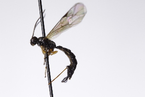  (Endromopoda nigricoxis - CollHH3148)  @11 [ ] Creative Commons  Attribution Non-Commercial Share-Alike (2021) Hakon Haraldseide Unspecified