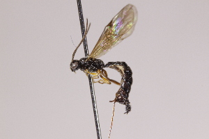  (Scambus cincticarpus - CollHH3999)  @11 [ ] Creative Commons  Attribution Non-Commercial Share-Alike (2025) Hakon Haraldseide Unspecified