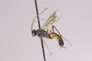  (Cryptopimpla quadrilineata - CollHH4016)  @11 [ ] Creative Commons  Attribution Non-Commercial Share-Alike (2025) Hakon Haraldseide Unspecified