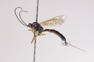  (Diblastomorpha rostrata - CollHH4018)  @11 [ ] Creative Commons  Attribution Non-Commercial Share-Alike (2025) Hakon Haraldseide Unspecified