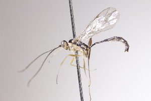  ( - CollHH4082)  @11 [ ] Creative Commons  Attribution Non-Commercial Share-Alike (2025) Hakon Haraldseide Unspecified