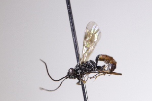  ( - CollHH4086)  @11 [ ] Creative Commons  Attribution Non-Commercial Share-Alike (2025) Hakon Haraldseide Unspecified