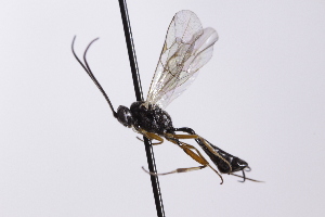  ( - CollHH4118)  @11 [ ] Creative Commons  Attribution Non-Commercial Share-Alike (2024) Hakon Haraldseide Unspecified