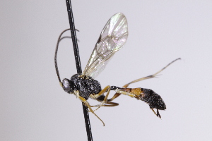  ( - CollHH4187)  @11 [ ] Creative Commons  Attribution Non-Commercial Share-Alike (2025) Hakon Haraldseide Unspecified