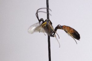  ( - CollHH4205)  @11 [ ] Creative Commons  Attribution Non-Commercial Share-Alike (2025) Hakon Haraldseide Unspecified