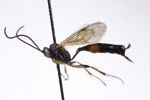  (Dusona stenogaster - CollHH4208)  @11 [ ] Creative Commons  Attribution Non-Commercial Share-Alike (2025) Hakon Haraldseide Unspecified