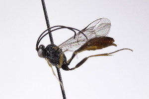  (Dusona admontina - CollHH4212)  @11 [ ] Creative Commons  Attribution Non-Commercial Share-Alike (2025) Hakon Haraldseide Unspecified