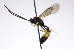  ( - CollHH4216)  @11 [ ] Creative Commons  Attribution Non-Commercial Share-Alike (2025) Hakon Haraldseide Unspecified