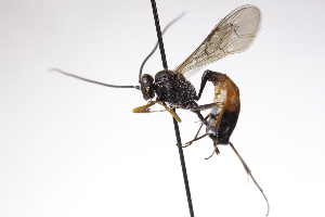  ( - CollHH4219)  @11 [ ] Creative Commons  Attribution Non-Commercial Share-Alike (2025) Hakon Haraldseide Unspecified