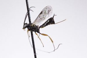  ( - CollHH4230)  @11 [ ] Creative Commons  Attribution Non-Commercial Share-Alike (2025) Hakon Haraldseide Unspecified