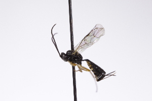  ( - CollHH4231)  @11 [ ] Creative Commons  Attribution Non-Commercial Share-Alike (2025) Hakon Haraldseide Unspecified