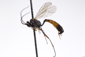  ( - CollHH4246)  @11 [ ] Creative Commons  Attribution Non-Commercial Share-Alike (2025) Hakon Haraldseide Unspecified