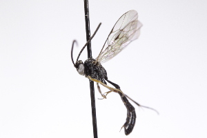  ( - CollHH4248)  @11 [ ] Creative Commons  Attribution Non-Commercial Share-Alike (2025) Hakon Haraldseide Unspecified