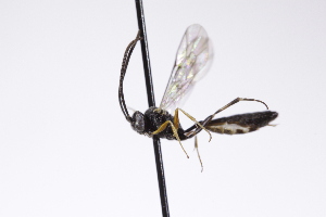  ( - CollHH4249)  @11 [ ] Creative Commons  Attribution Non-Commercial Share-Alike (2025) Hakon Haraldseide Unspecified