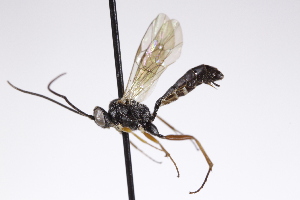  ( - CollHH4257)  @11 [ ] Creative Commons  Attribution Non-Commercial Share-Alike (2025) Hakon Haraldseide Unspecified