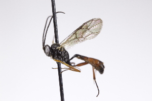  ( - CollHH4259)  @11 [ ] Creative Commons  Attribution Non-Commercial Share-Alike (2025) Hakon Haraldseide Unspecified