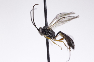  ( - CollHH4269)  @11 [ ] Creative Commons  Attribution Non-Commercial Share-Alike (2025) Hakon Haraldseide Unspecified