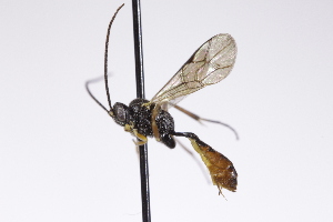  ( - CollHH4272)  @11 [ ] Creative Commons  Attribution Non-Commercial Share-Alike (2025) Hakon Haraldseide Unspecified