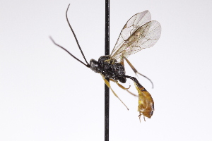  ( - CollHH4274)  @11 [ ] Creative Commons  Attribution Non-Commercial Share-Alike (2025) Hakon Haraldseide Unspecified