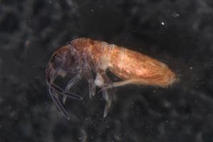  (EntomobryidaeGEN sp. DPCOL77011 - 2955F02_ALPtemp16)  @14 [ ] Unspecified (default): All Rights Reserved  Unspecified Unspecified