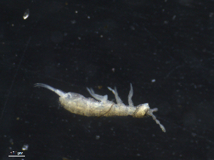  (Parisotoma notabilis L0 - 16707-B04)  @14 [ ] CreativeCommons - Attribution (2010) David Porco Centre for Biodiversity Genomics
