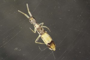  ( - 06141C08_MDS1116)  @14 [ ] CreativeCommons - Attribution Non-Commercial No Derivatives (2011) Galina Bushmakiu Institute of Zoology of ASM, Moldova