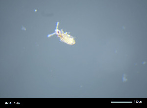  (Mackenziellidae - 45879E04_82140)  @11 [ ] CreativeCommons  Attribution Non-Commercial Share-Alike (2025) Louis Deharveng Museum National d'Histoire Naturelle de Paris