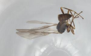  ( - BIOUG91271-A04)  @11 [ ] CreativeCommons - Attribution (2023) Centre for Biodiversity Genomics Centre for Biodiversity Genomics