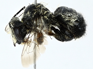  (Megachile melanophaea - BIOUG91355-D10)  @11 [ ] CreativeCommons - Attribution (2022) CBG Photography Group Centre for Biodiversity Genomics