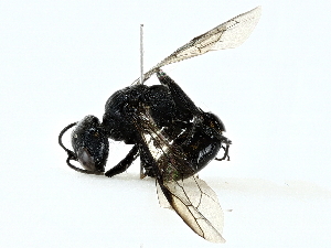 ( - BIOUG91355-H08)  @13 [ ] CreativeCommons - Attribution (2022) CBG Photography Group Centre for Biodiversity Genomics
