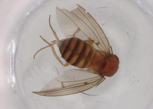  (Drosophila macroptera - BIOUG94478-B10)  @11 [ ] CreativeCommons - Attribution (2023) Centre for Biodiversity Genomics Centre for Biodiversity Genomics