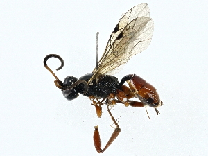  ( - BIOUG97732-A05)  @11 [ ] CreativeCommons - Attribution (2023) CBG Photography Group Centre for Biodiversity Genomics